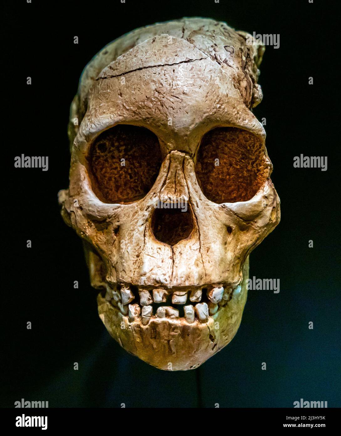 Taung Kinderschädel. Taung Juvenile Cranium, Australopithecus Africanus, vor 2,3 Millionen Jahren. Südafrika. Replikat. Nationales Archäologisches Museum Stockfoto