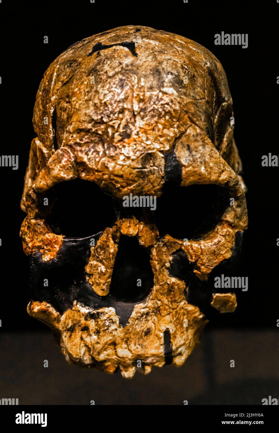 Homo rudolfensis - ein erwachsener Schädel. Schädelvolumen, 775 ccm. Vor 1,9 - 1,8 Millionen Jahren. Frühe Pleistozän-Ära. Paläolith. Koobi Fora, Kenia Stockfoto