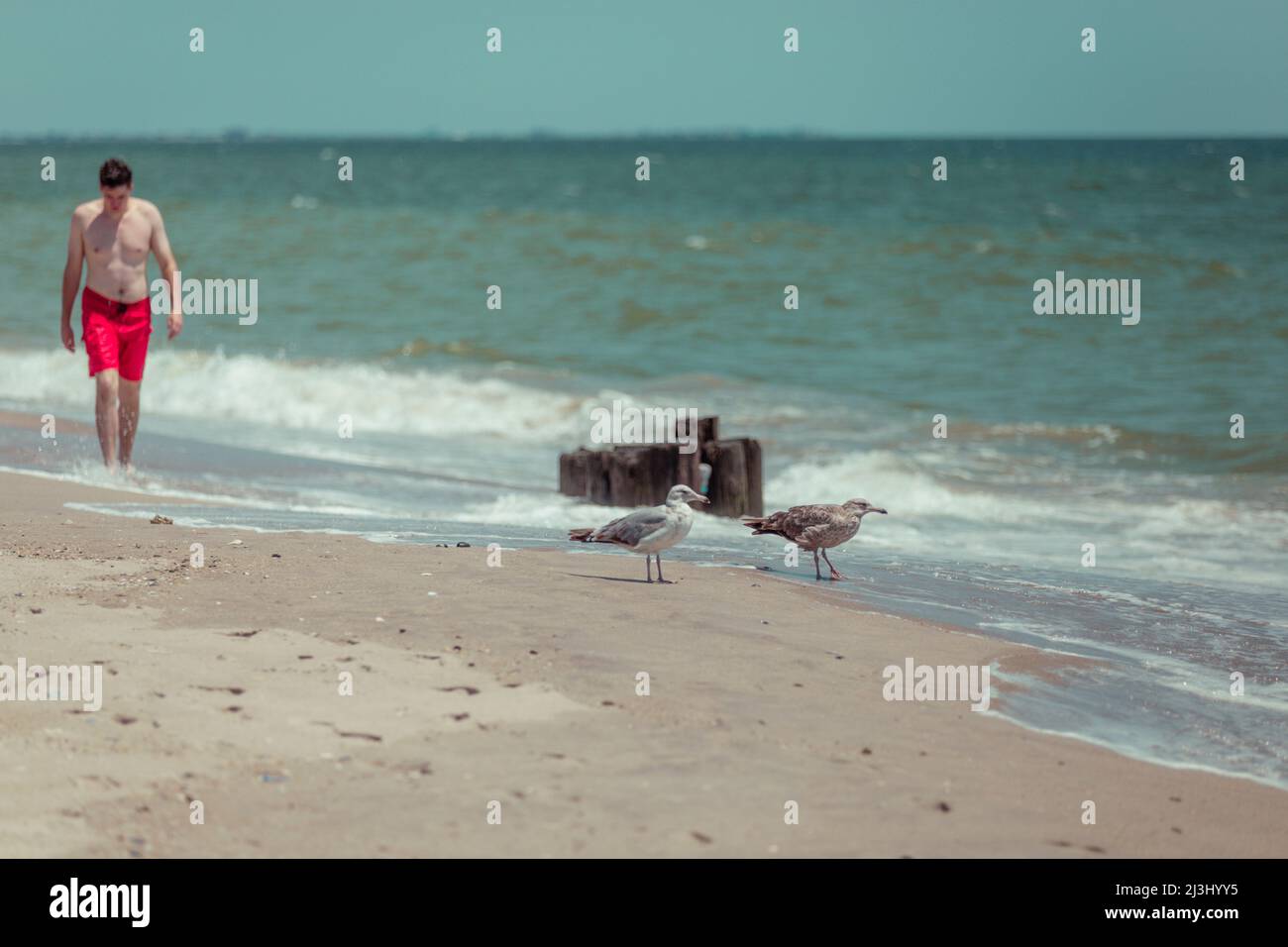 Camp Rockaway FORT TILDEN, New York City, NY, USA, Ein Mann und zwei Möwen am Strand Stockfoto