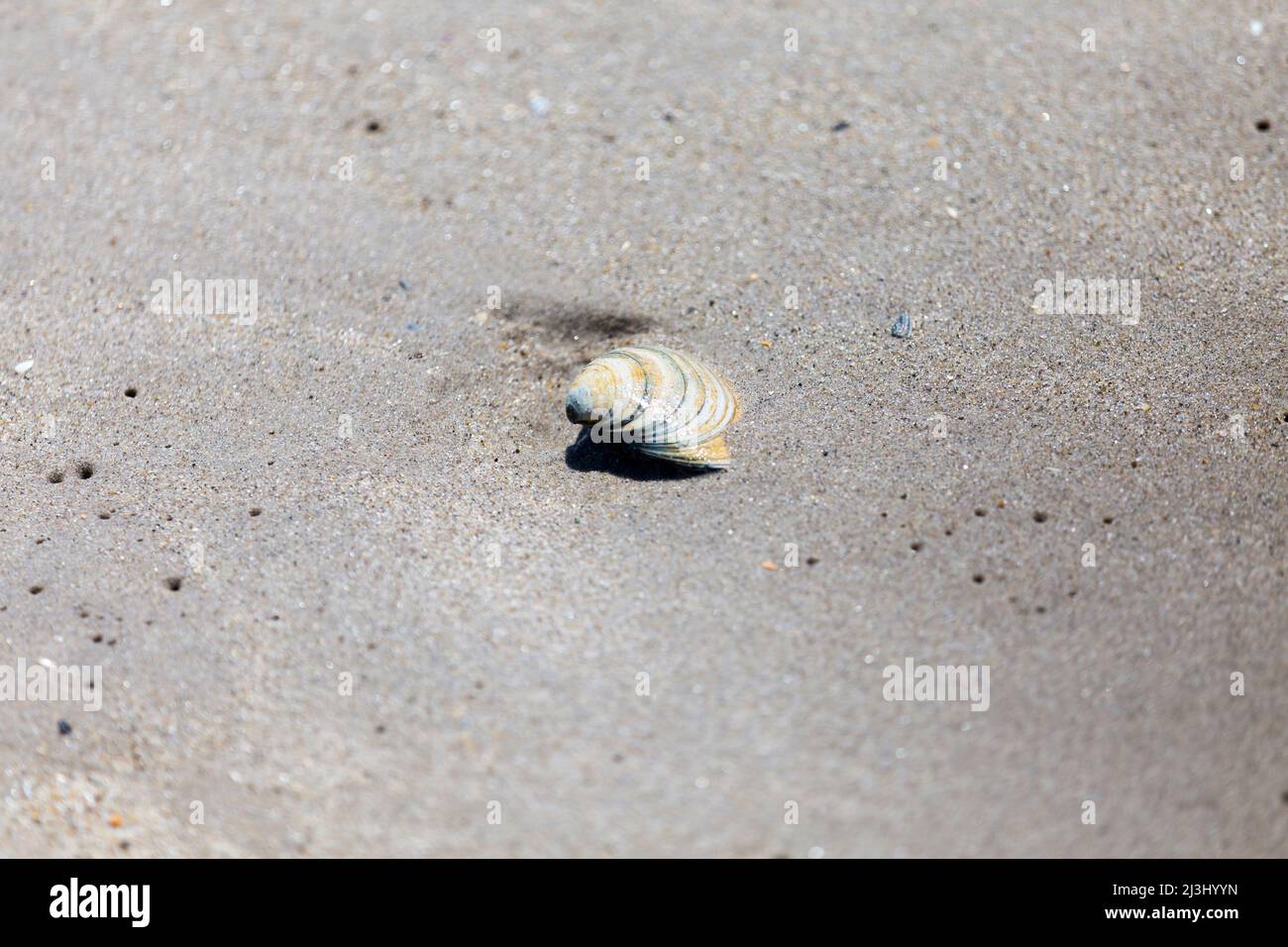 Breezy Point, New York City, NY, USA, eine Muschel im Sand Stockfoto