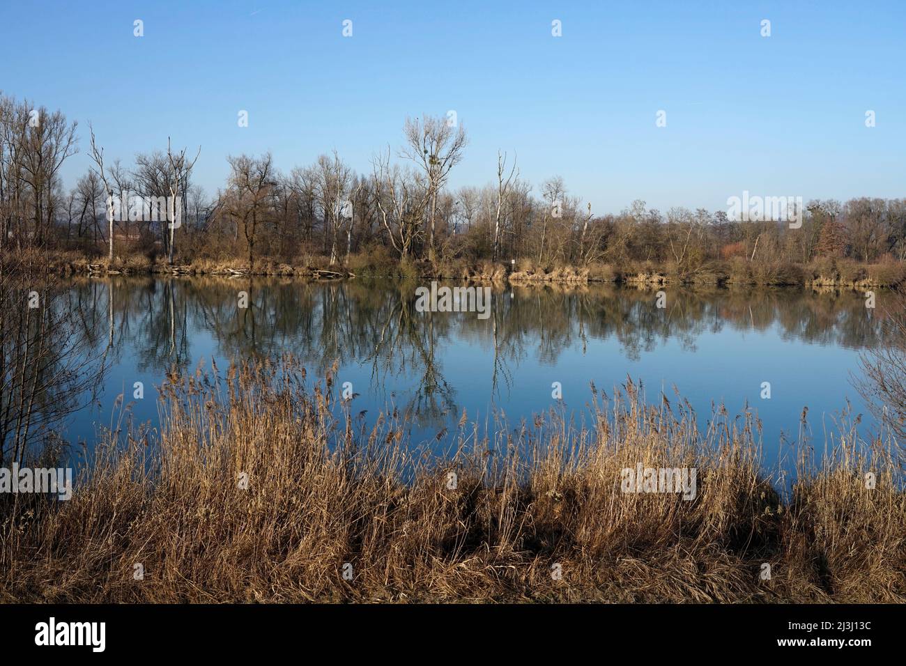 Deutschland, Bayern, Oberbayern, Neuötting, Inn, Flussufer, Auenwald, Schilf, Wasseroberfläche, im Winter, Ohne Schnee Stockfoto