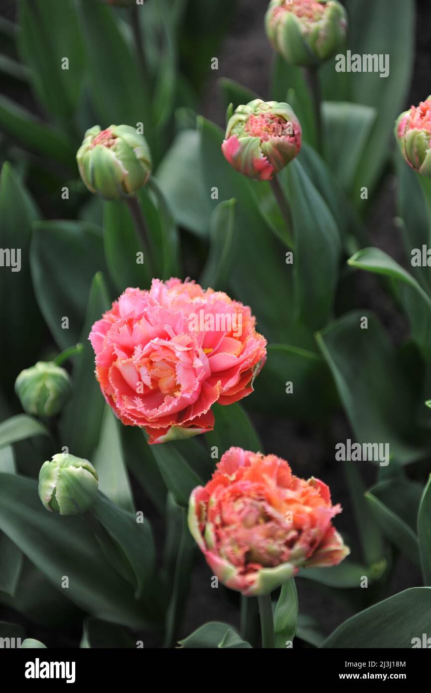 Rosa Tulpen mit Fransen (Tulipa) Chique Eleganz blüht im März in einem Garten Stockfoto