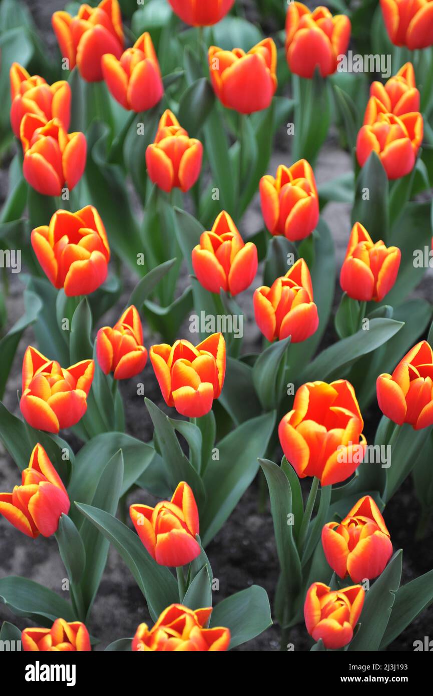 Die Red Triumph Tulpen (Tulipa) blühen im März in einem Garten Stockfoto