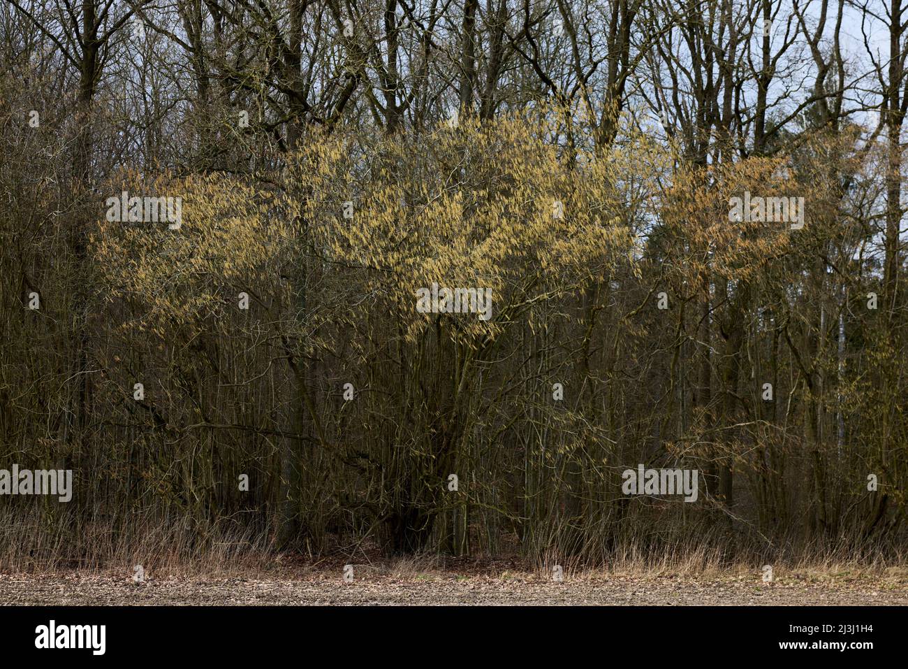 Haselnussbraun, Haselnussbraun, blühend Stockfoto
