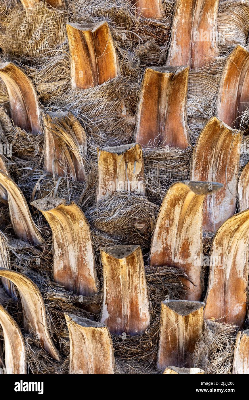 Dracaena draco ist endemisch auf den Kanarischen Inseln, Madeira und den Kapverden, nur wenige dieser Bäume wachsen natürlich. Stockfoto