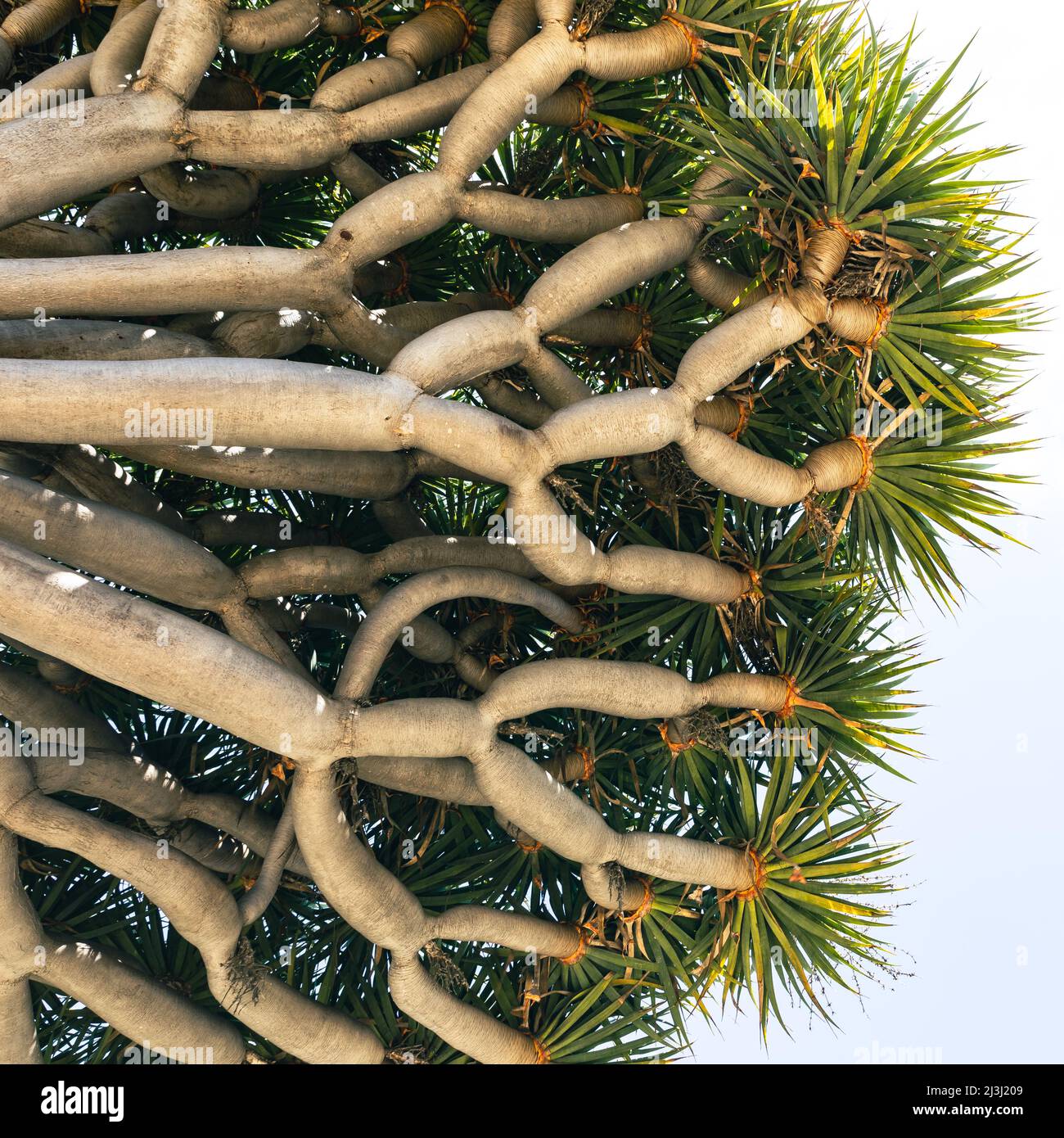 Dracaena draco ist endemisch auf den Kanarischen Inseln, Madeira und den Kapverden, nur wenige dieser Bäume wachsen natürlich. Stockfoto