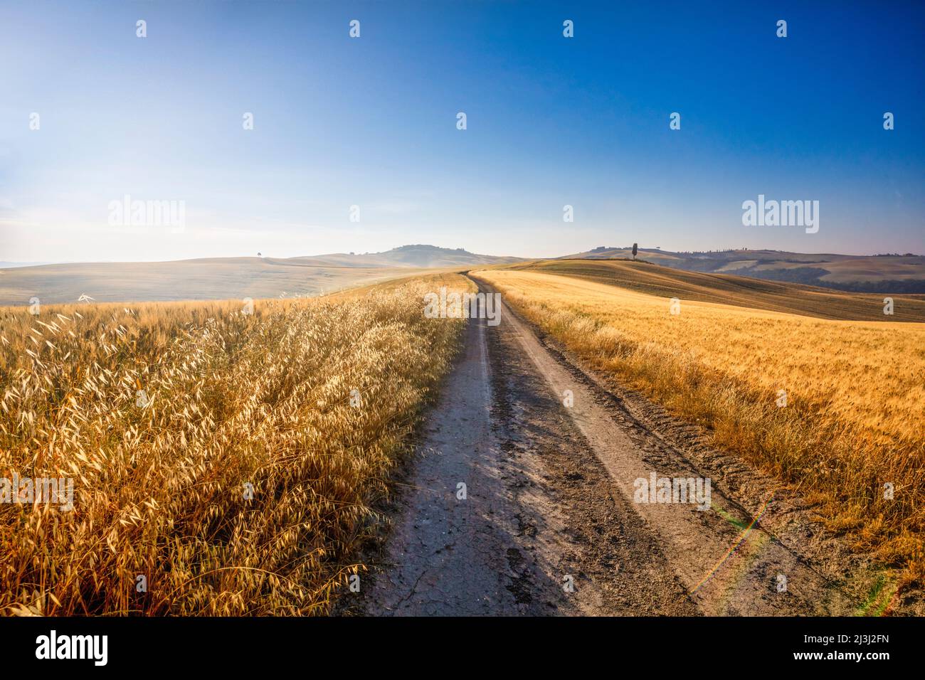 Europa, Italien, Toskana, Siena, Landschaft der Crete Senesi, Landschaft auf dem Land, Landstraße zwischen den kultivierten Feldern, Gemeinde Asciano Stockfoto