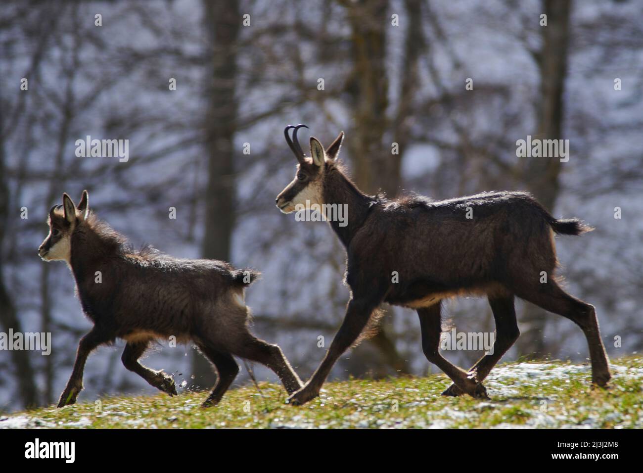 Gämsen in freier Wildbahn Stockfoto