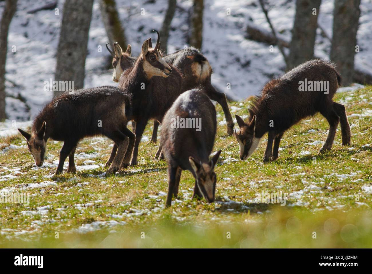 Gämsen in freier Wildbahn Stockfoto