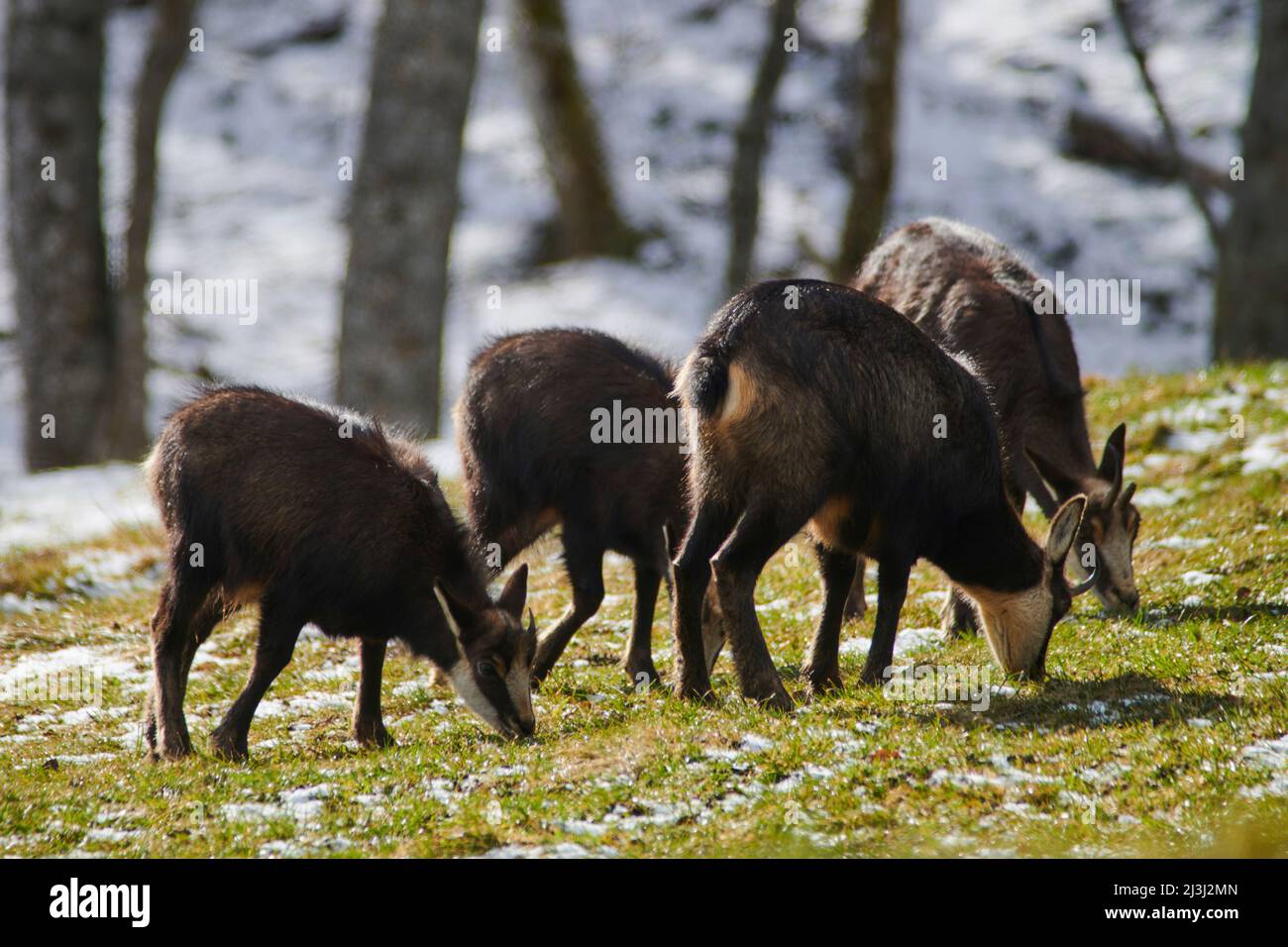 Gämsen in freier Wildbahn Stockfoto