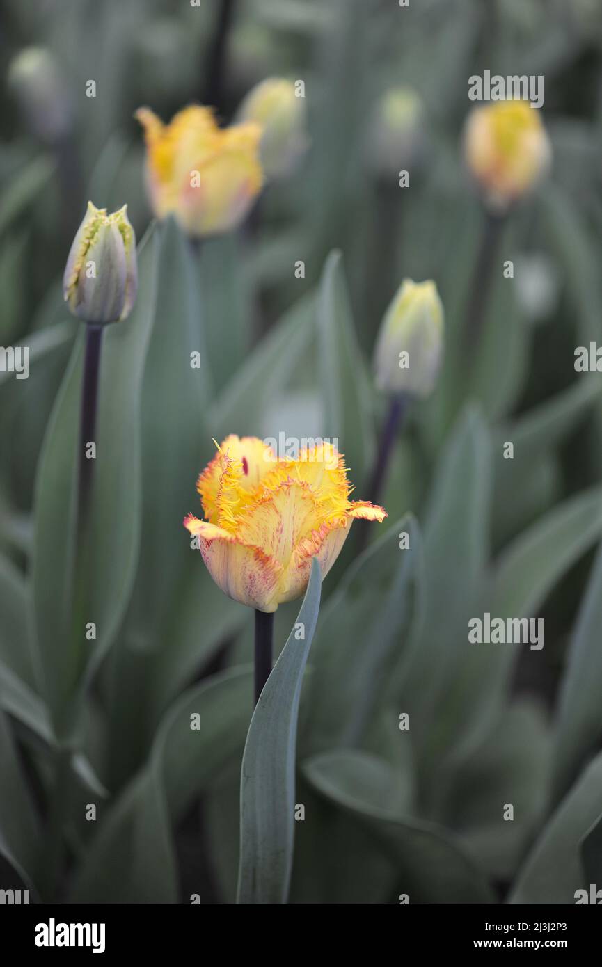 Gelber Tulpen-Fransen (Tulipa) Farbfusion blühen im März in einem Garten Stockfoto