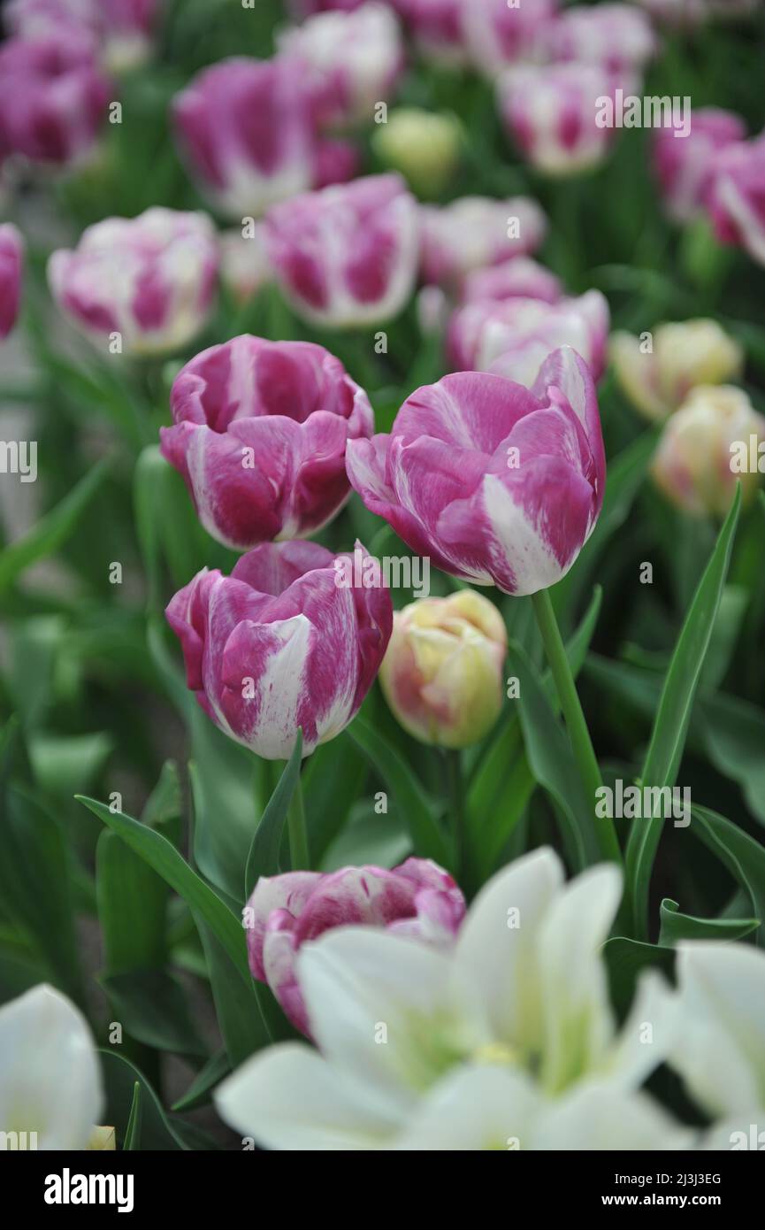 Rosafarbene und weiße Triumph Tulpen (Tulipa) die Neugier blüht im März in einem Garten Stockfoto
