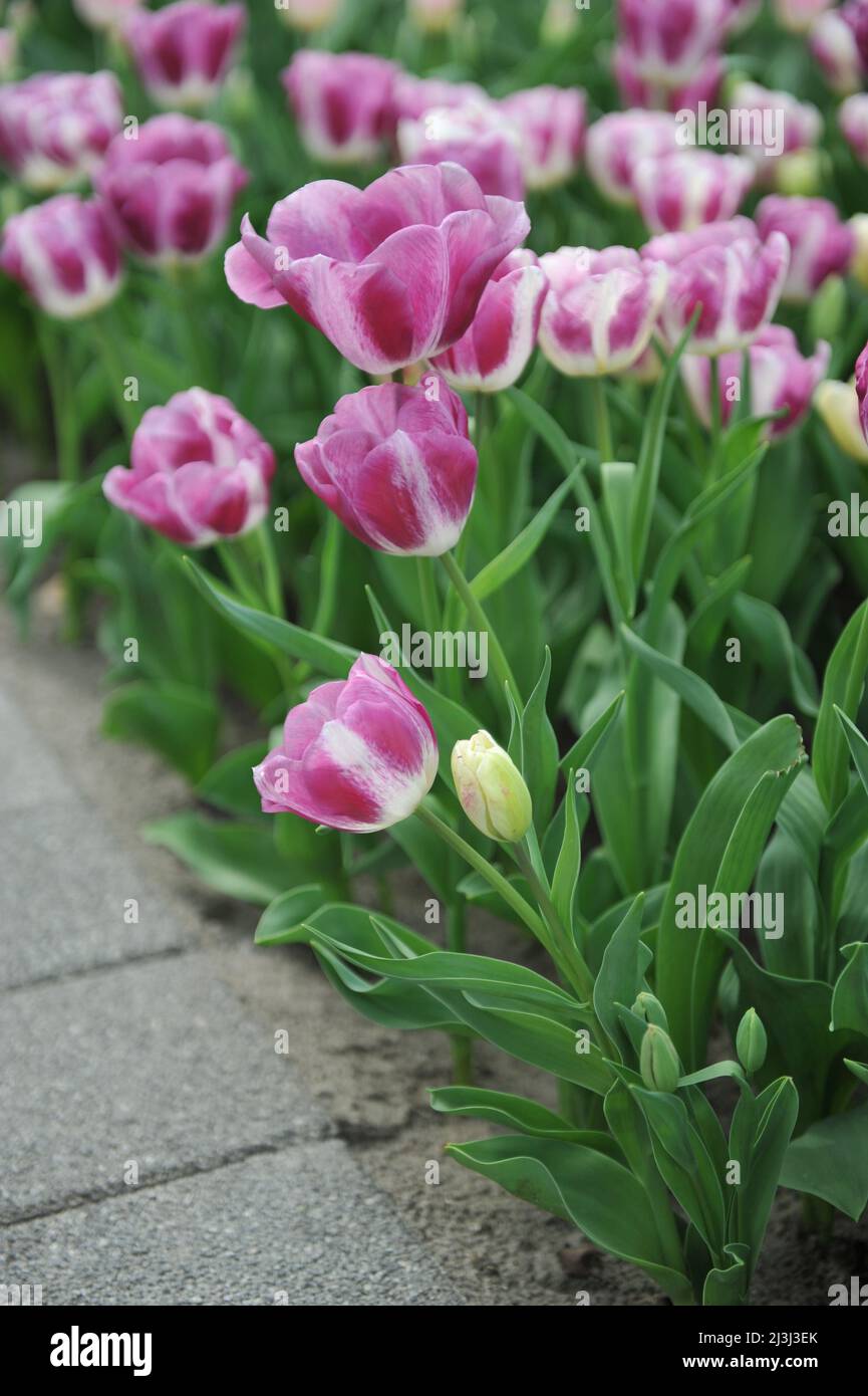 Rosafarbene und weiße Triumph Tulpen (Tulipa) die Neugier blüht im März in einem Garten Stockfoto