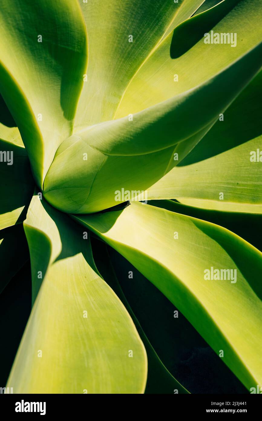 Scharfe Spitzen Agave Pflanze Blättern zusammen bündeln. Stockfoto