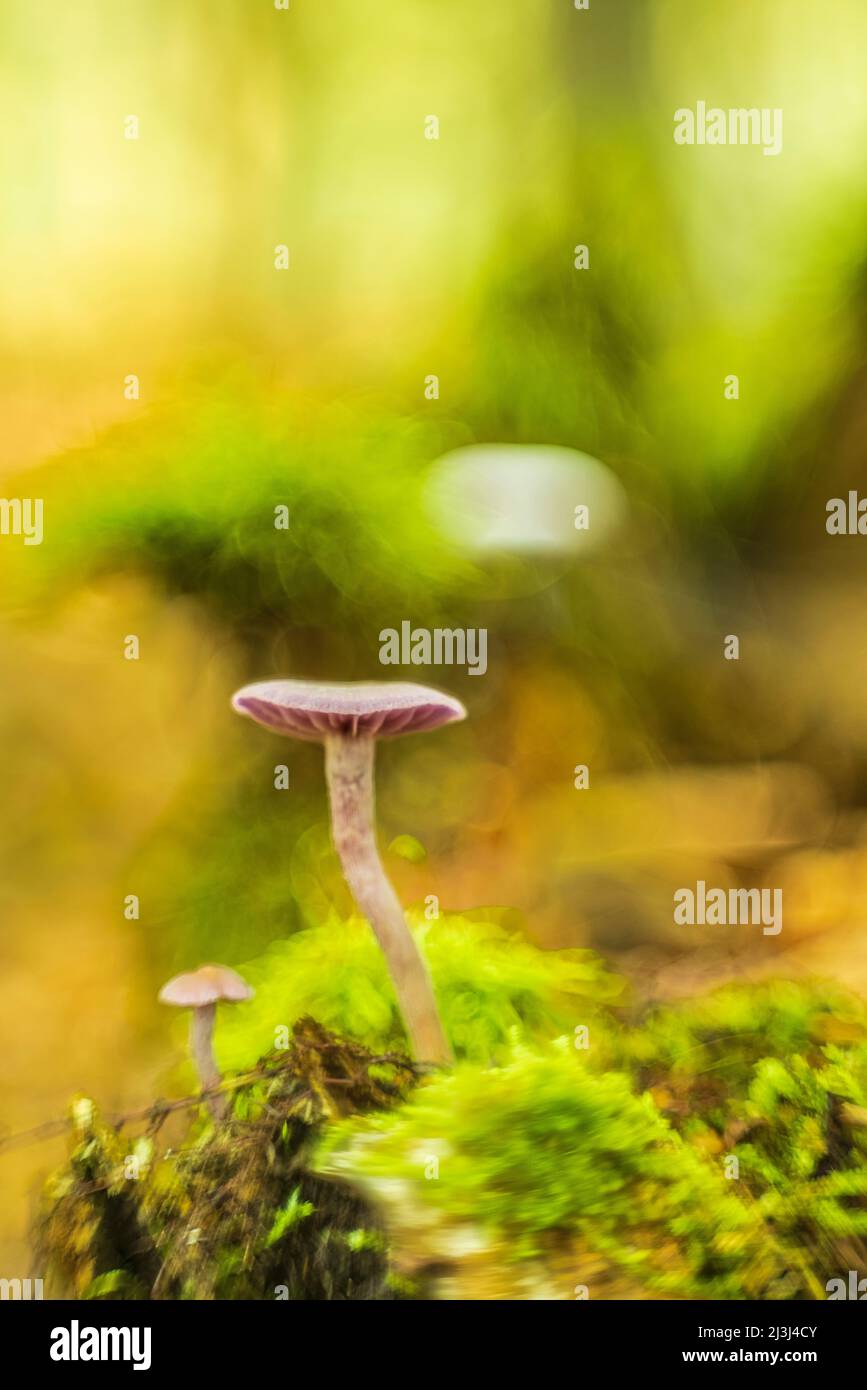Pilze im Herbst im Wald, abstraktes kreisförmiges Bokeh, lila Lacktrichter (Laccaria amethystina) Stockfoto