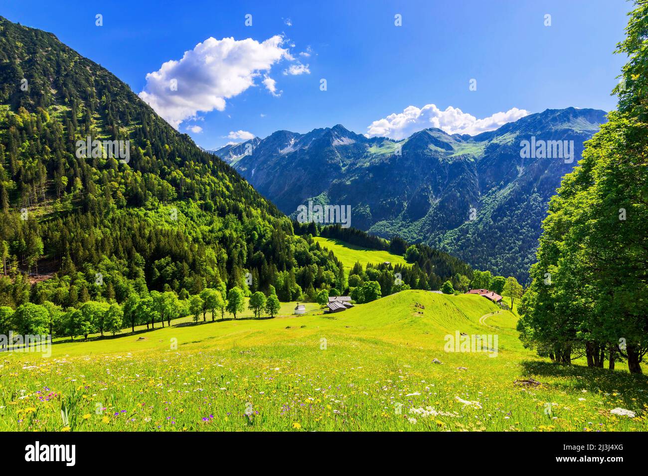 Sommer in den Bergen. Blühende Wiesen, Wälder und Gipfel unter blauem Himmel in den Allgäuer Alpen bei Gerstruben. Bayern, Deutschland Stockfoto