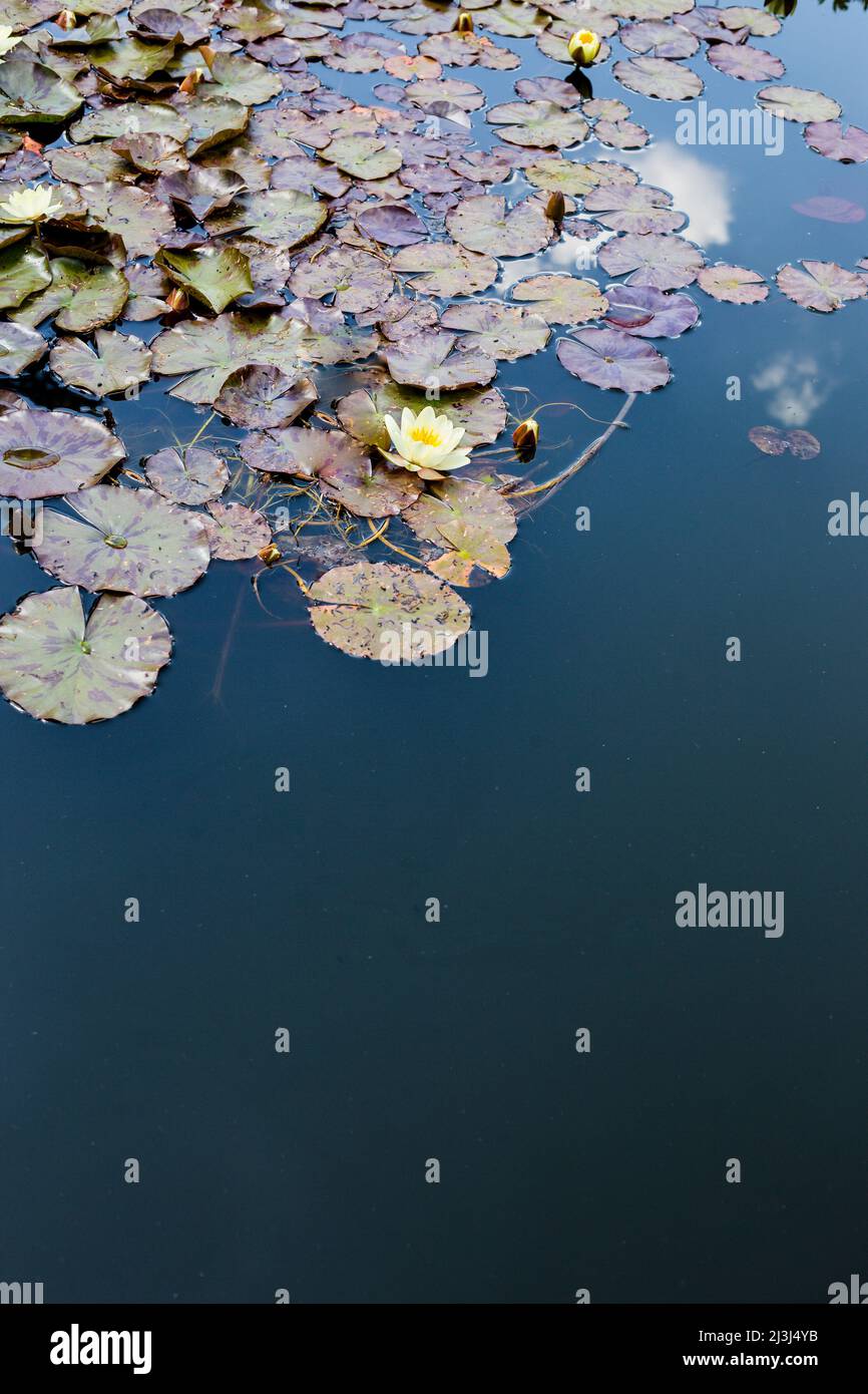 Seerosenteich im botanischen Garten in Wuppertal, Deutschland Stockfoto