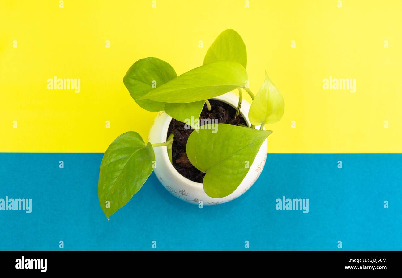 Hauspflanze potus, Pothos, potos, in weißem Topf, gelb und aquamarin Hintergrundfarbe. Wissenschaftlicher Name Eipremnum aureum. Stockfoto