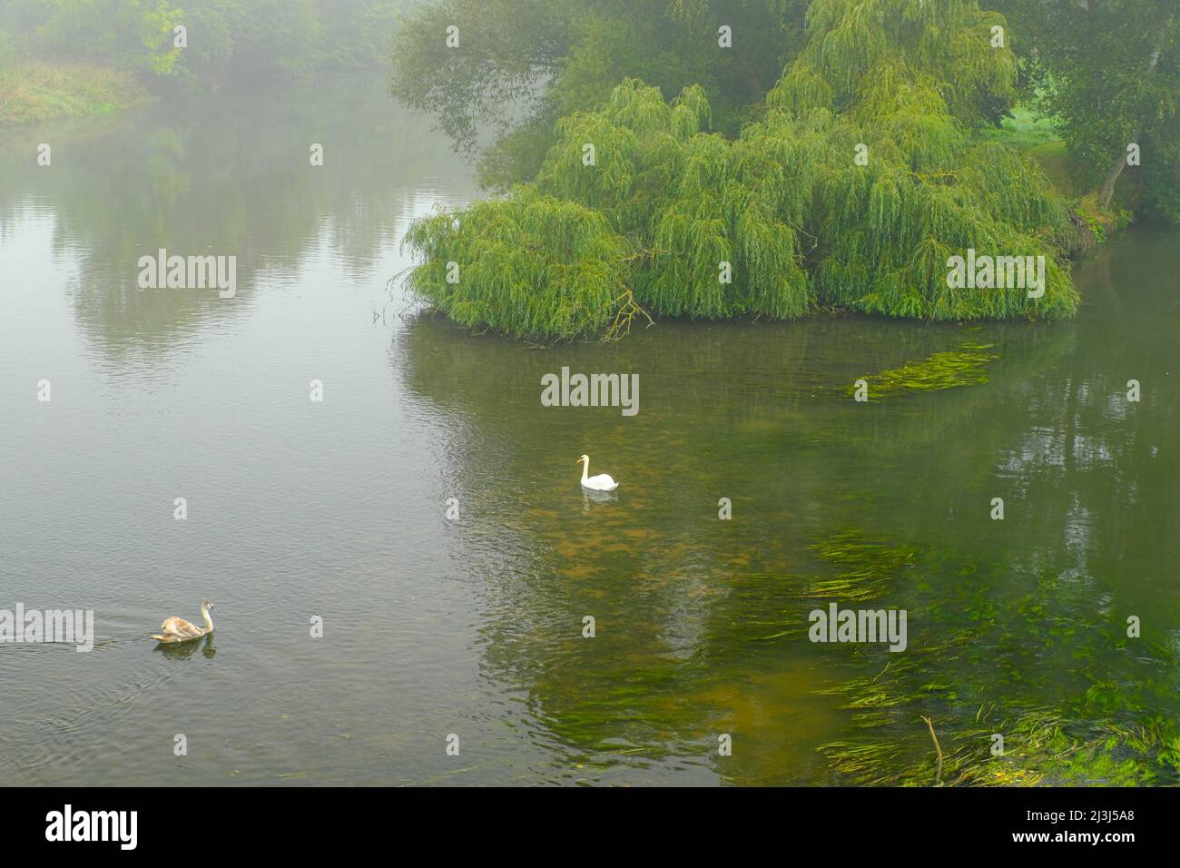 Europa, Deutschland, Hessen, Marburger Land, Nebel am Lahnaltarm bei Weimar (Lahn), stumme Schwäne Stockfoto