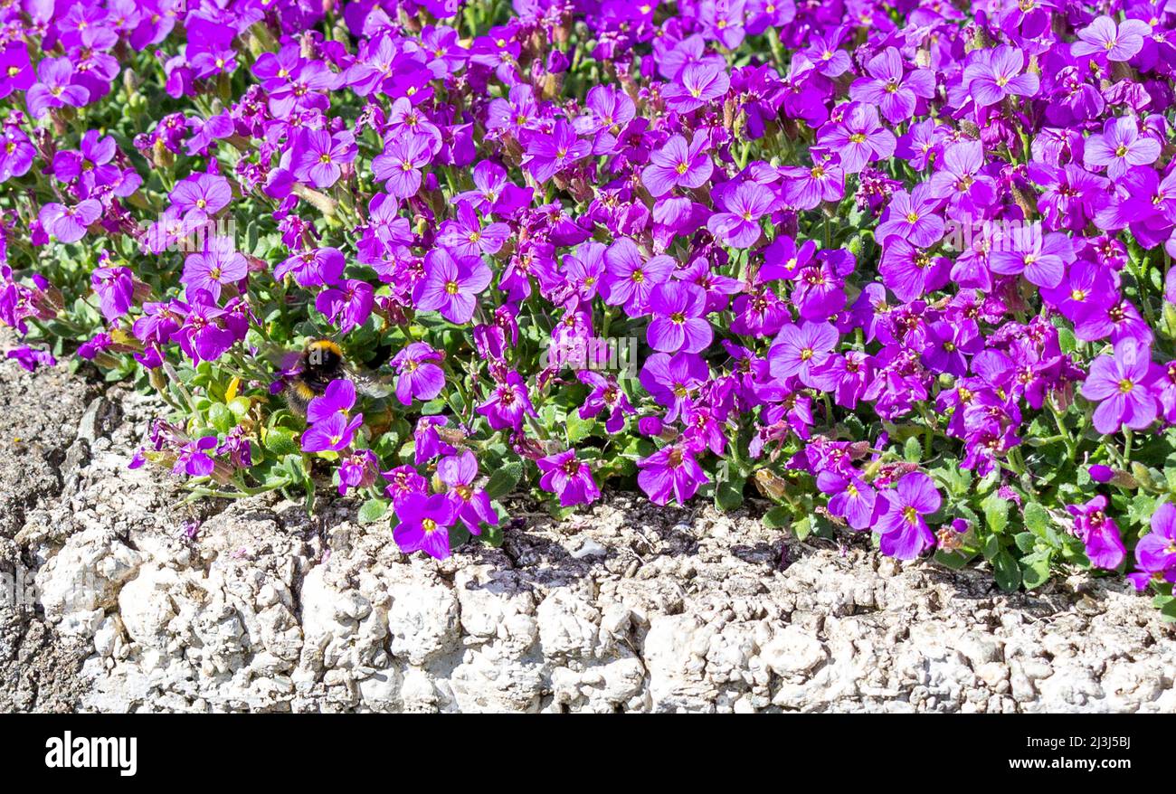 Aubretia oder violette Felskresse in voller Frühlingsblume Stockfoto