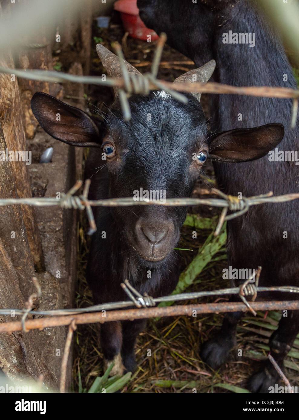 Schwarze Ziege hinter Stacheldrähten, die in einem schmutzigen alten Hof auf die Kamera blicken Stockfoto