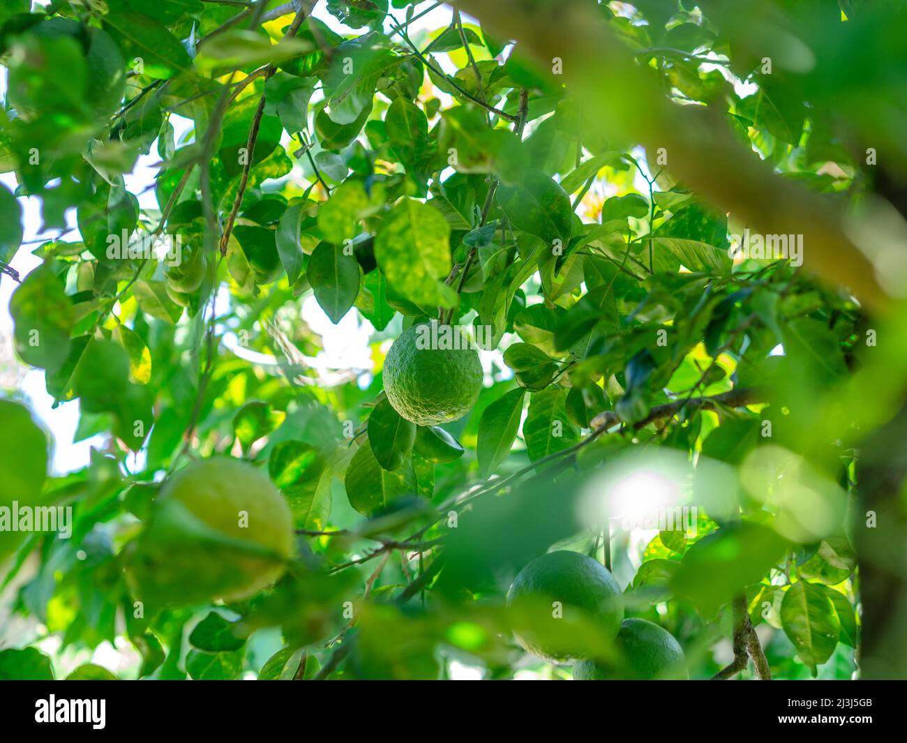 Grüne saure Orange, die auf dem Orangenhain mit grünen Blättern hängt Stockfoto