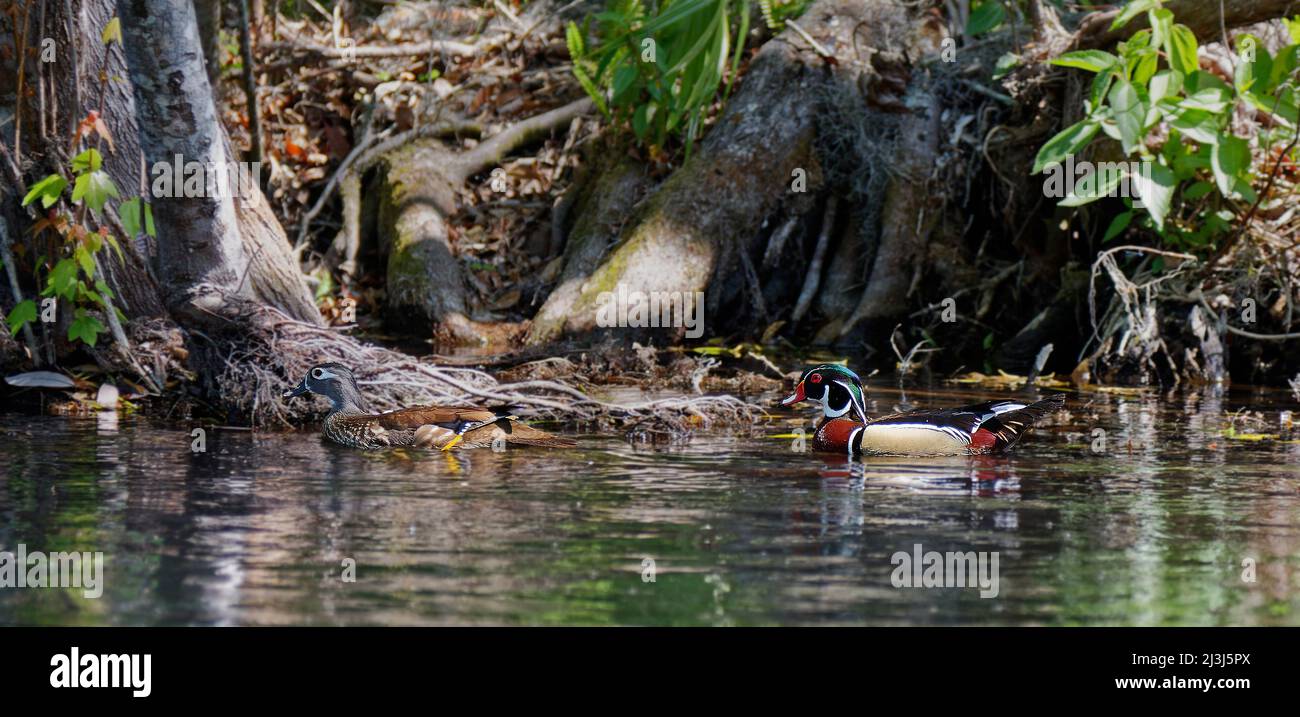 Entenpaar aus Holz, Schwimmen, Wasservögel, Aix Aponsa, Tierwelt, Vögel, Tiere, Natur, Rainbow River; Rainbow Springs State Park; Florida; Dunnellon; FL; Stockfoto