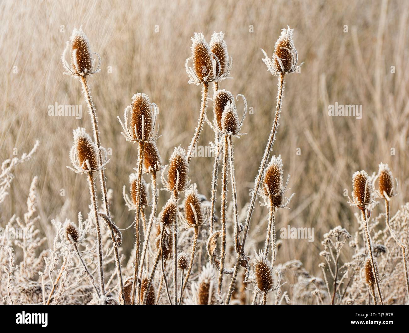 Europa, Deutschland, Hessen, Marburger Land, wildes Cardoon (Dipsacus fullonum) im Reif in den Lahnwiesen bei Lahntal Stockfoto