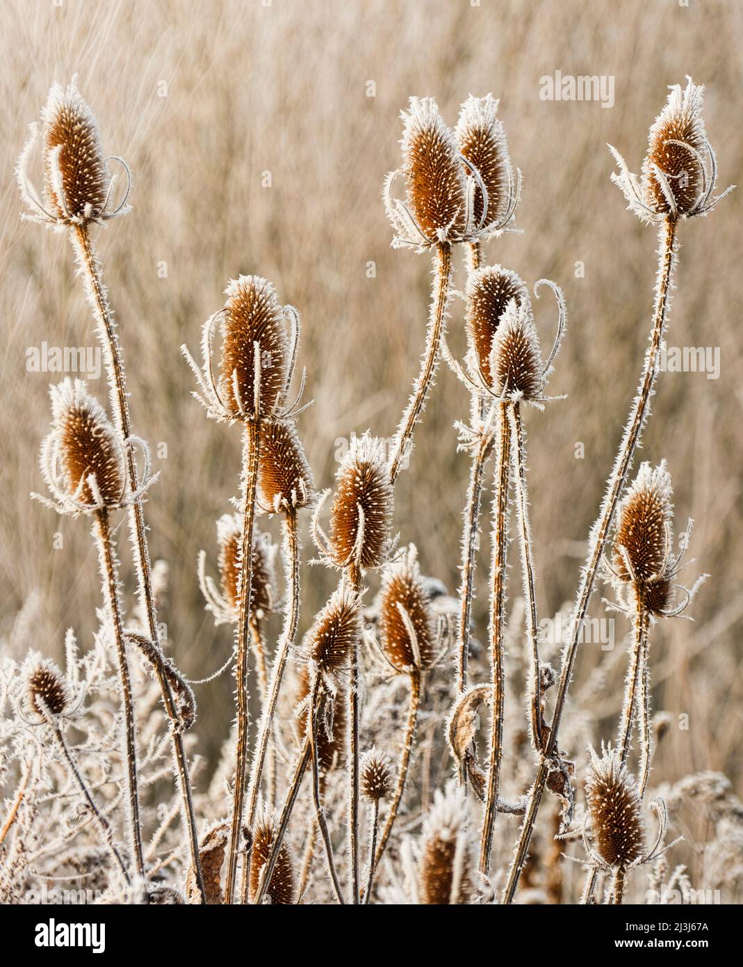 Europa, Deutschland, Hessen, Marburger Land, wildes Cardoon (Dipsacus fullonum) im Reif in den Lahnwiesen bei Lahntal Stockfoto