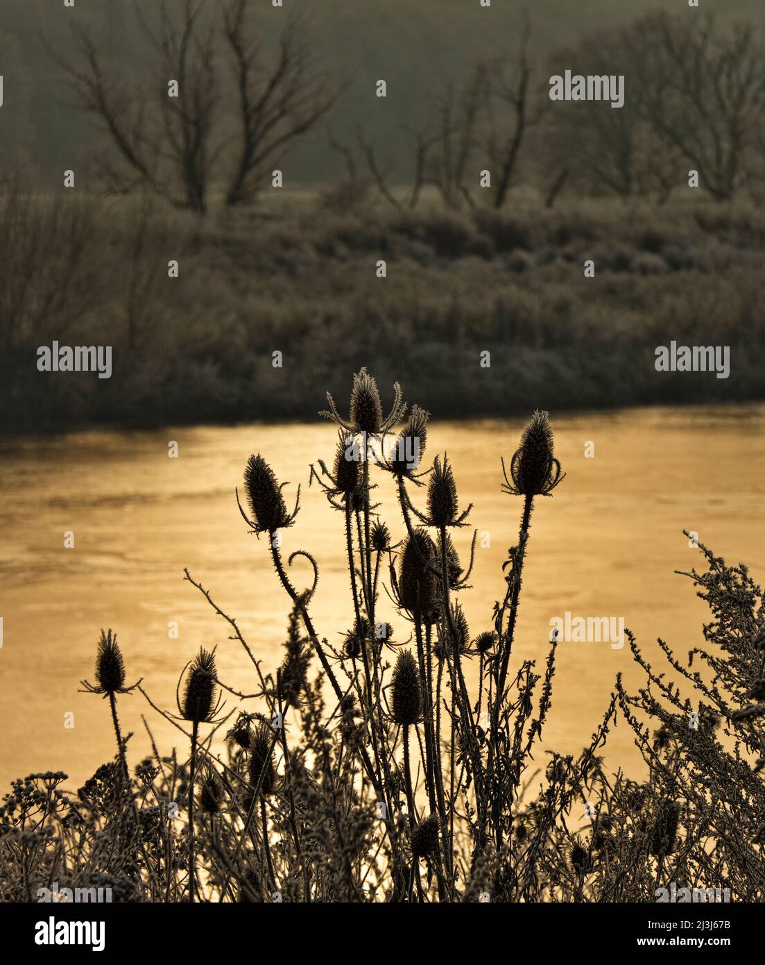 Europa, Deutschland, Hessen, Marburger Land, Rauhfroststimmung in den Lahnwiesen bei Lahntal, Abendsonne, wildes Cardoon Stockfoto