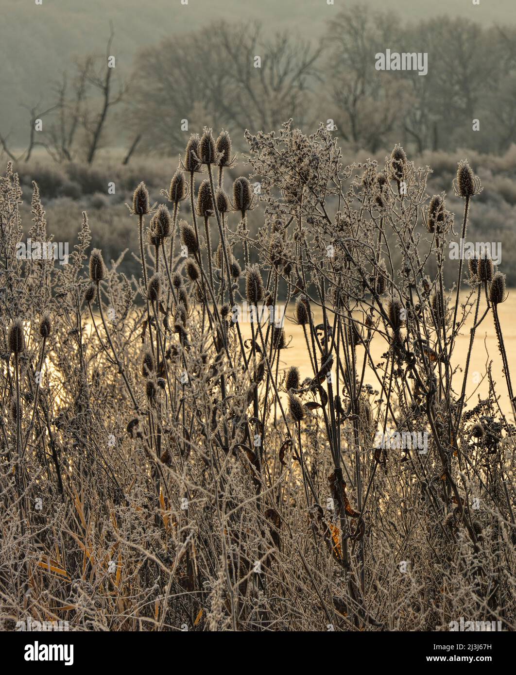 Europa, Deutschland, Hessen, Marburger Land, Rauhfroststimmung in den Lahnwiesen bei Lahntal, Abendsonne, wildes Cardoon Stockfoto