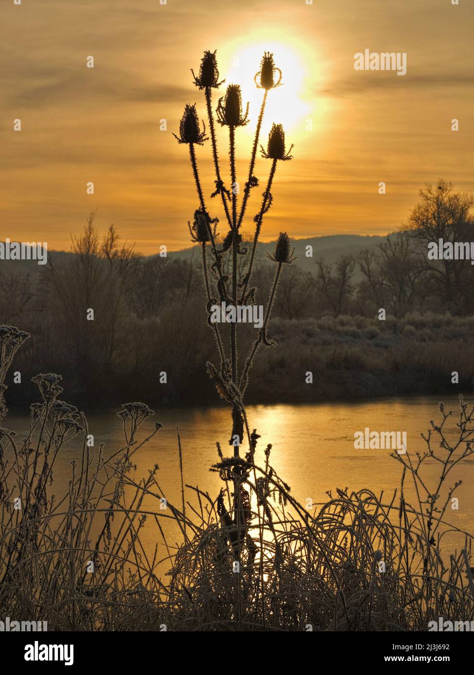 Europa, Deutschland, Hessen, Marburger Land, Rauhfroststimmung in den Lahnwiesen bei Lahntal, Abendsonne, wildes Cardoon Stockfoto