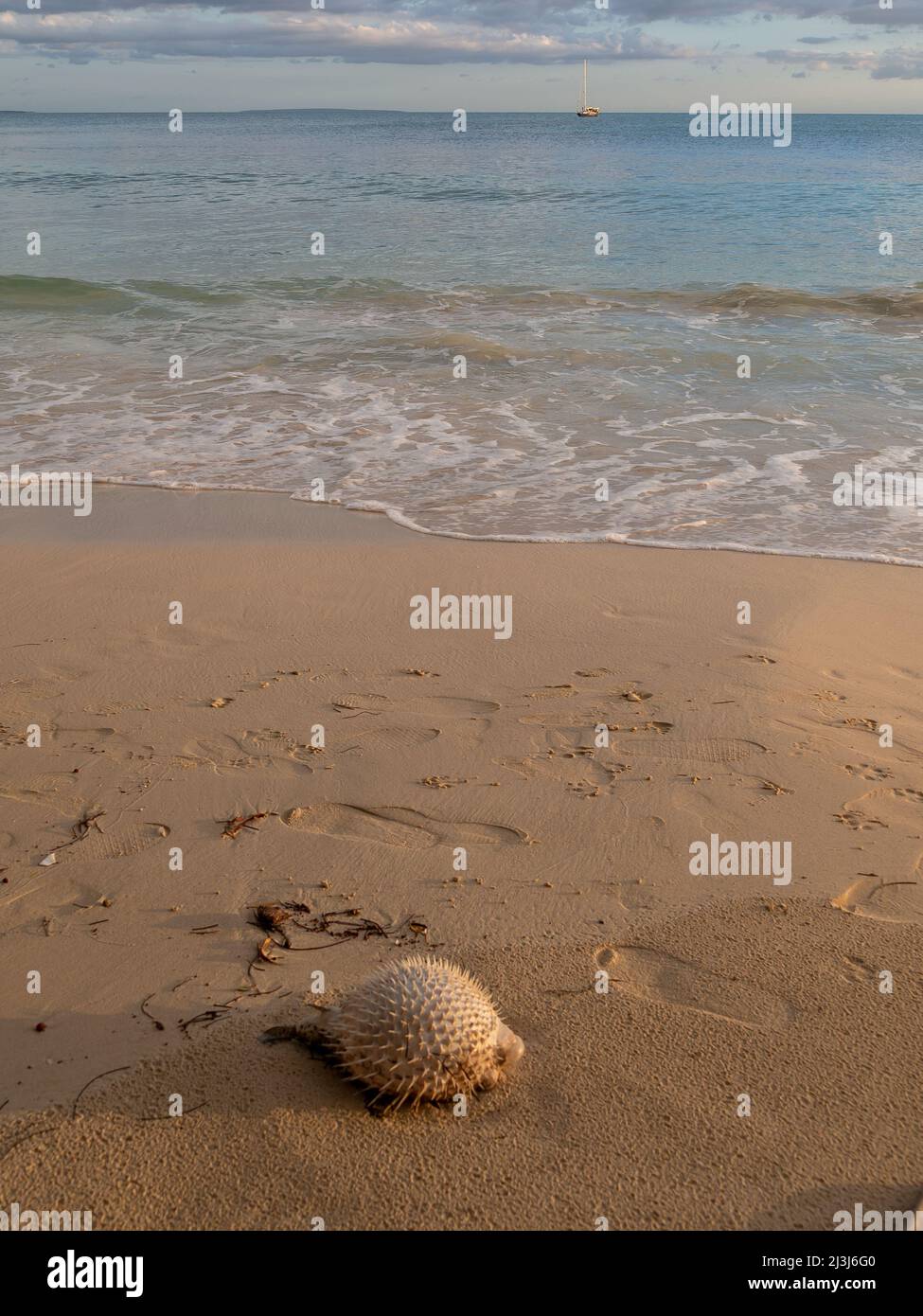 Toter Kugelfisch am Ufer eines Strandes mit klarem Sand, Schaum und blauem Meer bei Sonnenuntergang. Stockfoto