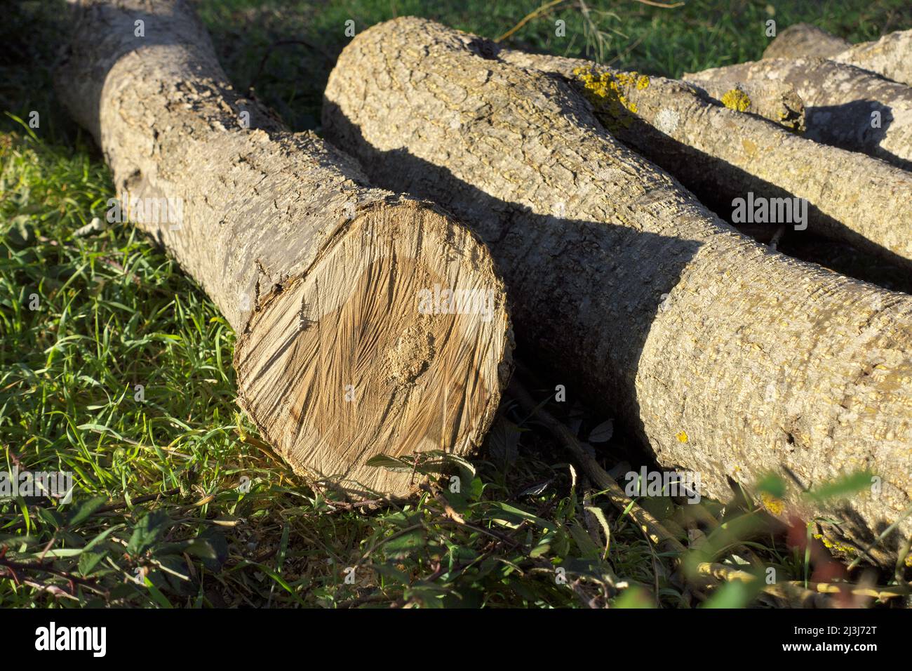 Vor kurzem wurde im Ätna Park, Sizilien, ein rundes Brennholz aus nächster Nähe gesägt Stockfoto