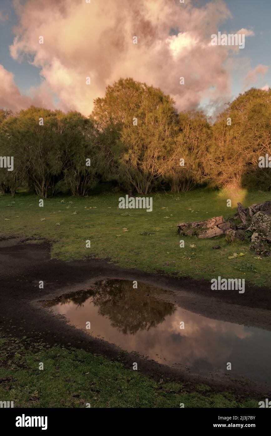 Dramatischer Himmel bei Sonnenuntergang und typische Reflexion des Ätna Broom Shrubs in einer Pfütze, Sizilien, Italien Stockfoto