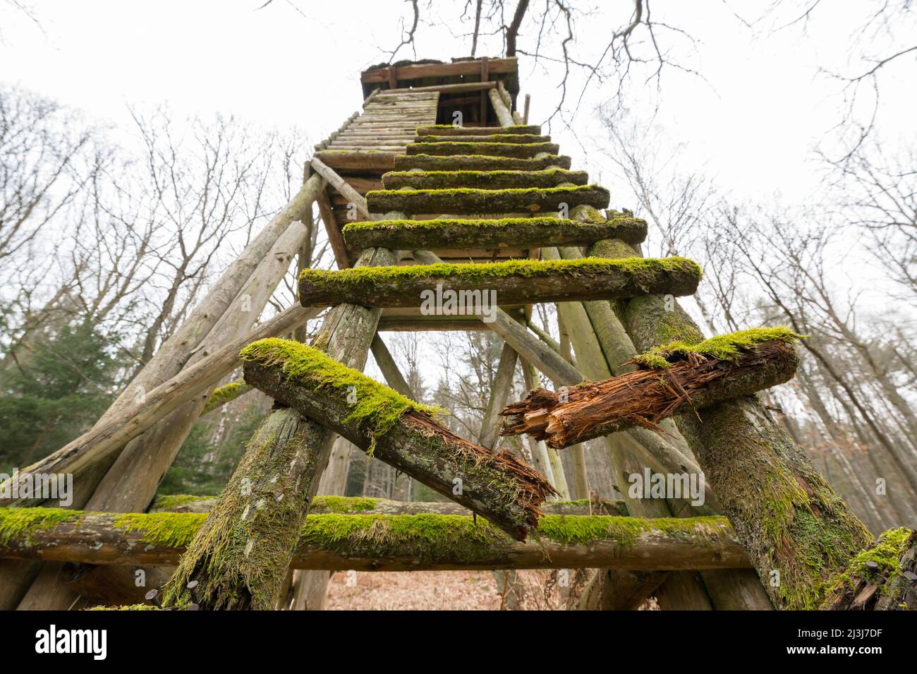 Gebrochene Leitersprosse auf einem alten Hochsitz, Januar, Spessart, Hessen, Deutschland, Europa Stockfoto
