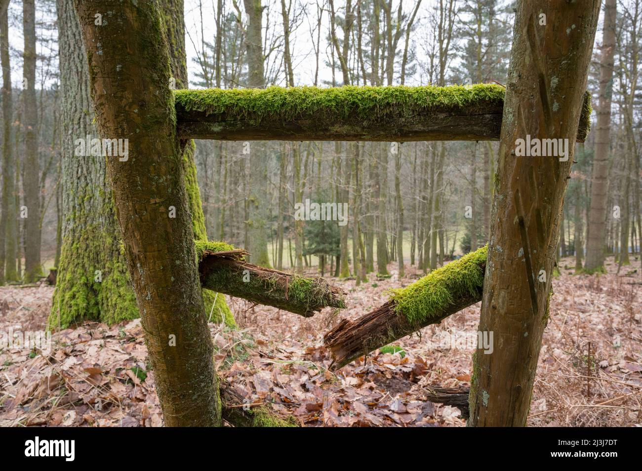 Gebrochene Leitersprosse auf einem alten Hochsitz, Januar, Spessart, Hessen, Deutschland, Europa Stockfoto