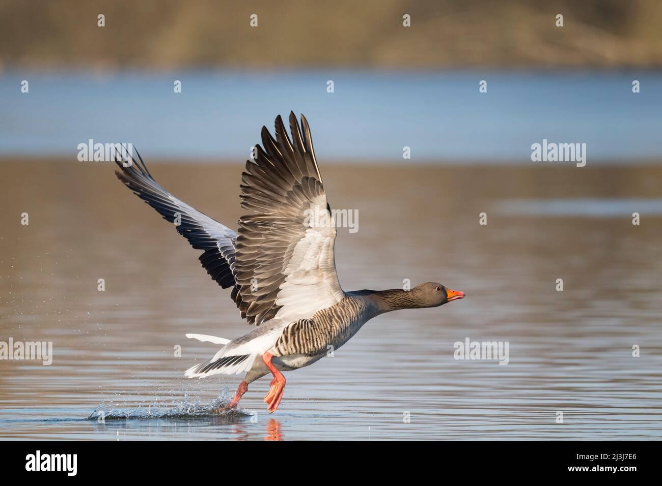 Startgans (Anser anser) auf einem Teich, Februar, Hessen, Deutschland Stockfoto