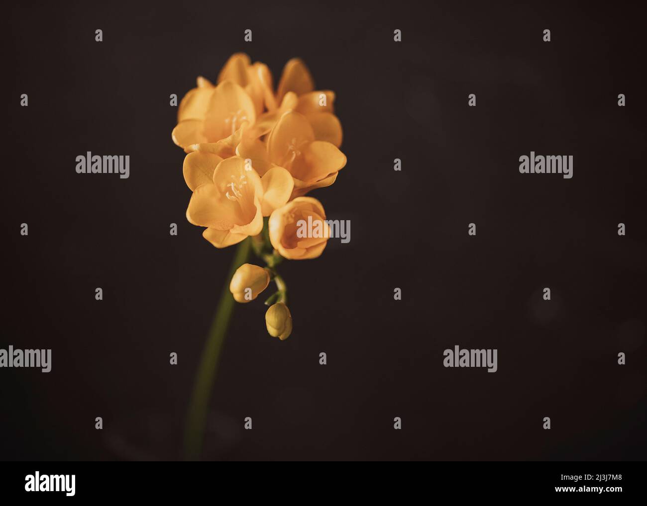 Gelbe Freesie auf schwarzem Hintergrund Stockfoto