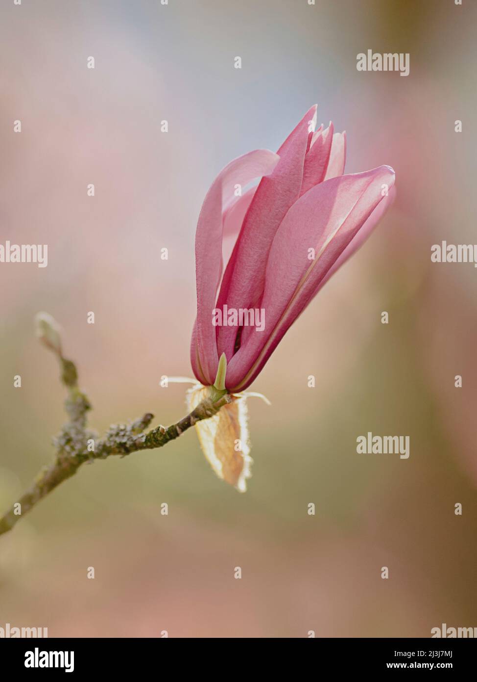 Magnolie, einzelne Blume. Stockfoto