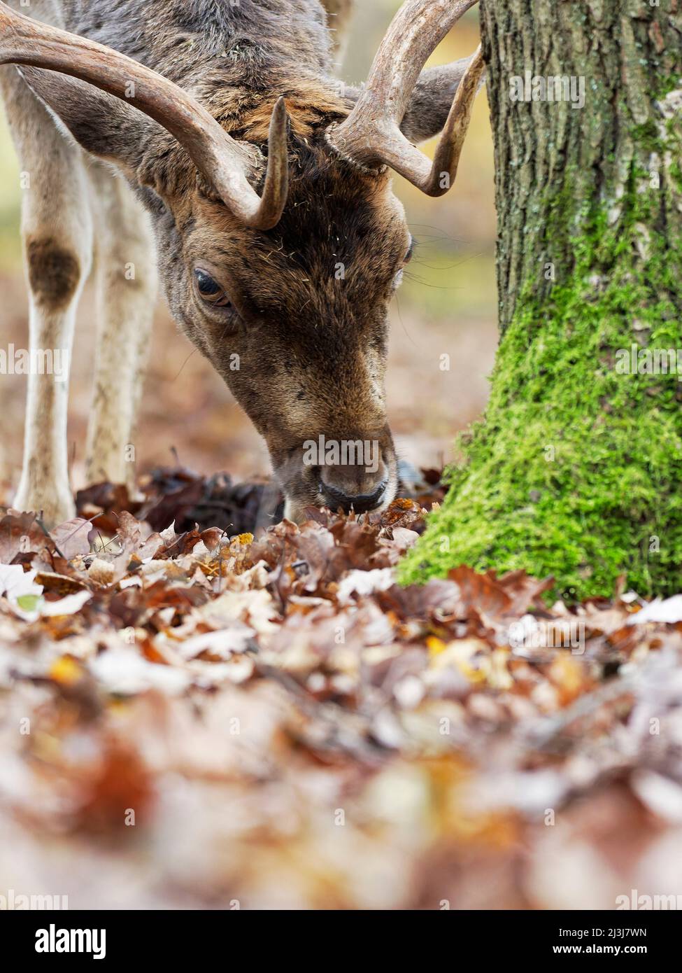 Damhirsch, Damhirsch, Dama dama, Stockfoto