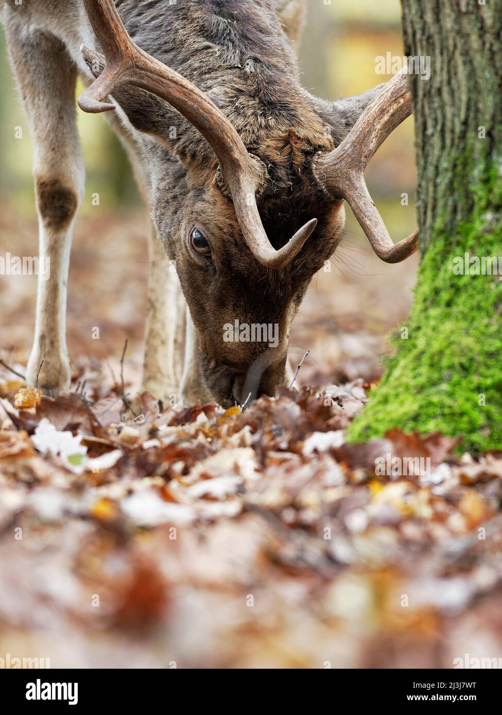 Damhirsch, Damhirsch, Dama dama, Stockfoto