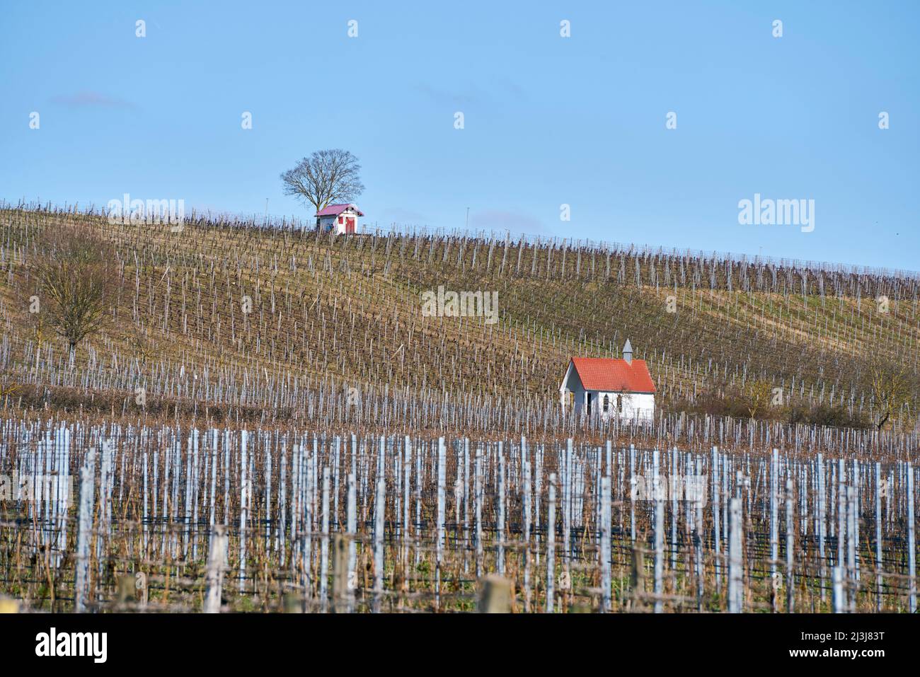 Landschaft und Weinberge auf der Weininsel zwischen Sommerach und Nordheim am Main bei der Vokacher Mainschleife, Kreis Kitzingen, Unterfranken, Franken, Bayern, Deutschland Stockfoto