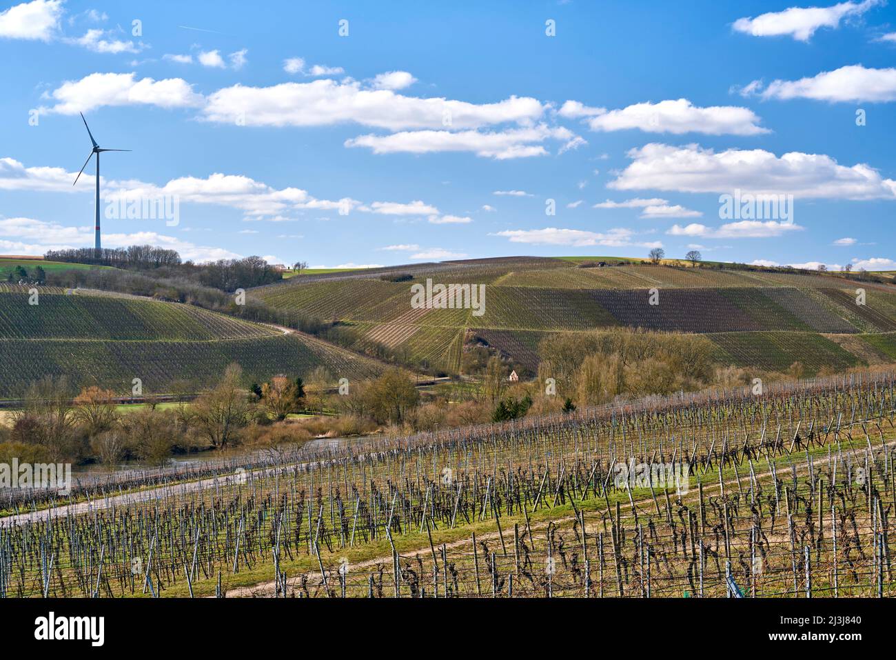 Landschaft und Weinberge auf der Weininsel zwischen Sommerach und Nordheim am Main bei der Vokacher Mainschleife, Kreis Kitzingen, Unterfranken, Franken, Bayern, Deutschland Stockfoto