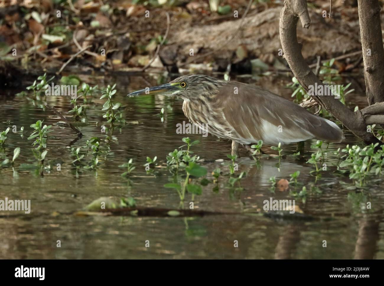 Squacco Heron (Ardeola ralloides ralloides) Erwachsener, der am Ufer des Oman steht Dezember Stockfoto