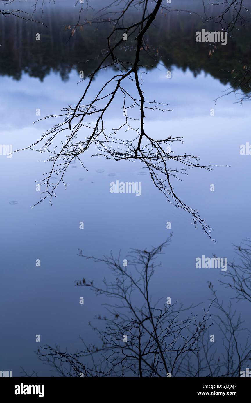 Über der Wasseroberfläche des Erbsenteiches hängende Äste, Reflexion im Wasser, Abendstimmung, Frankreich, Lothringen, Moselabteilung, Bitcherland, Regionalpark Der Nordvogesen, Biosphärenreservat Pfälzerwald-Nordvosges Stockfoto