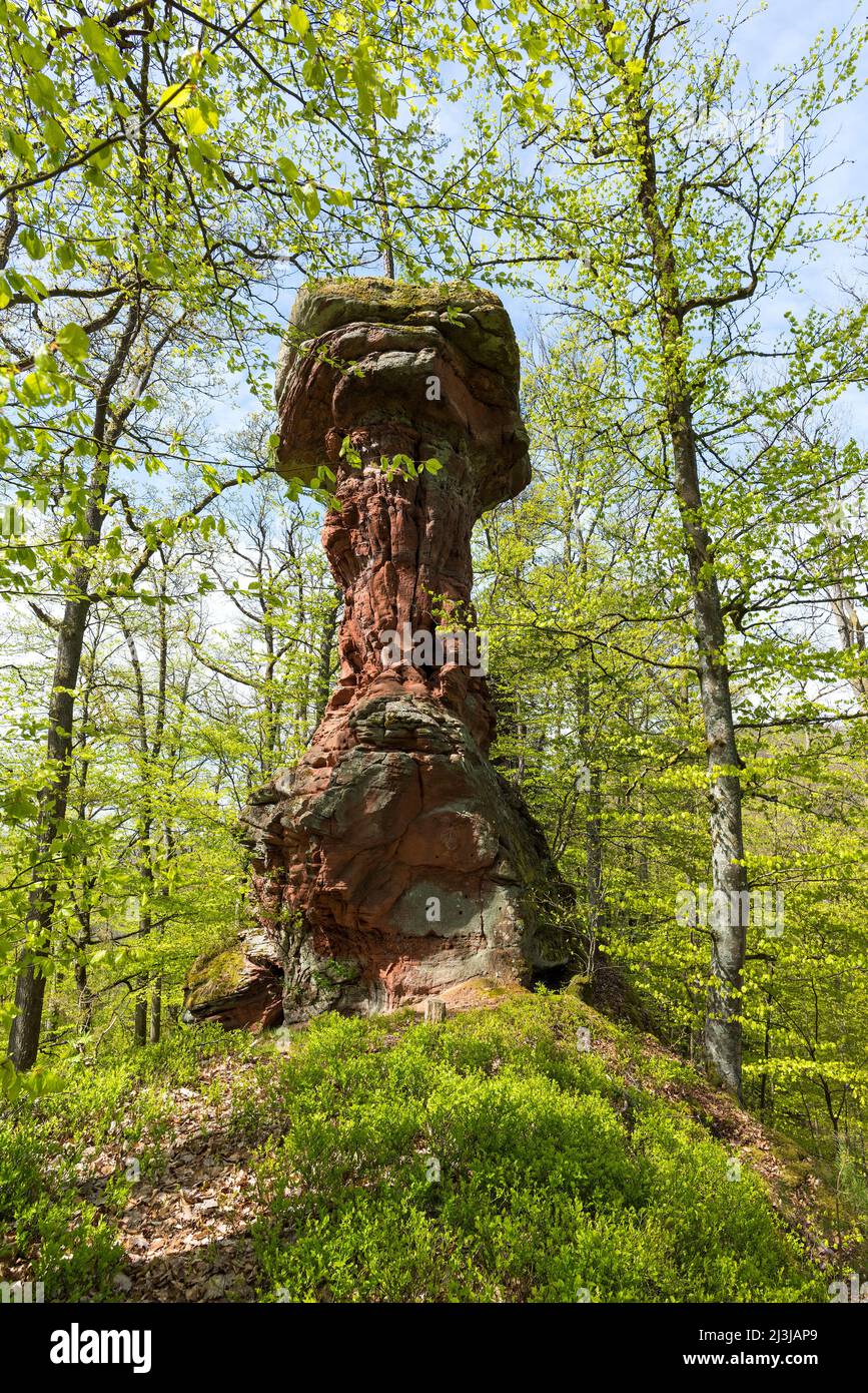 PEA-Felsen, Massiv aus rotem Sandstein, Laubwald im Frühlingsgrün, Frankreich, Lothringen, Département Moselle, Bitcherland, Regionalpark Nordvogesen, Biosphärenreservat Pfälzerwald-Nordvogesen Stockfoto