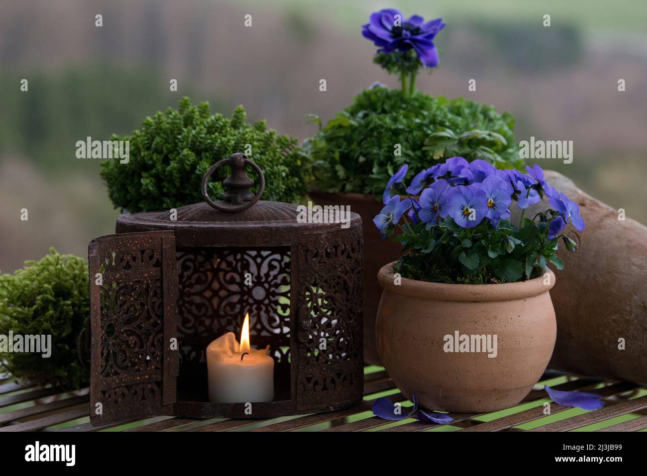 Stillleben, Töpfe mit blau blühenden Frühlingsblumen, brennende Kerze in einer alten Laterne Stockfoto