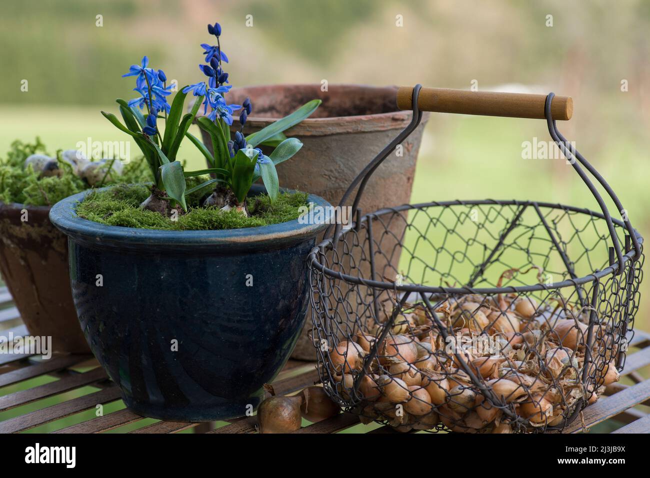 Topf mit blauen Sternen (Scilla), Korb mit Zwiebeln Stockfoto