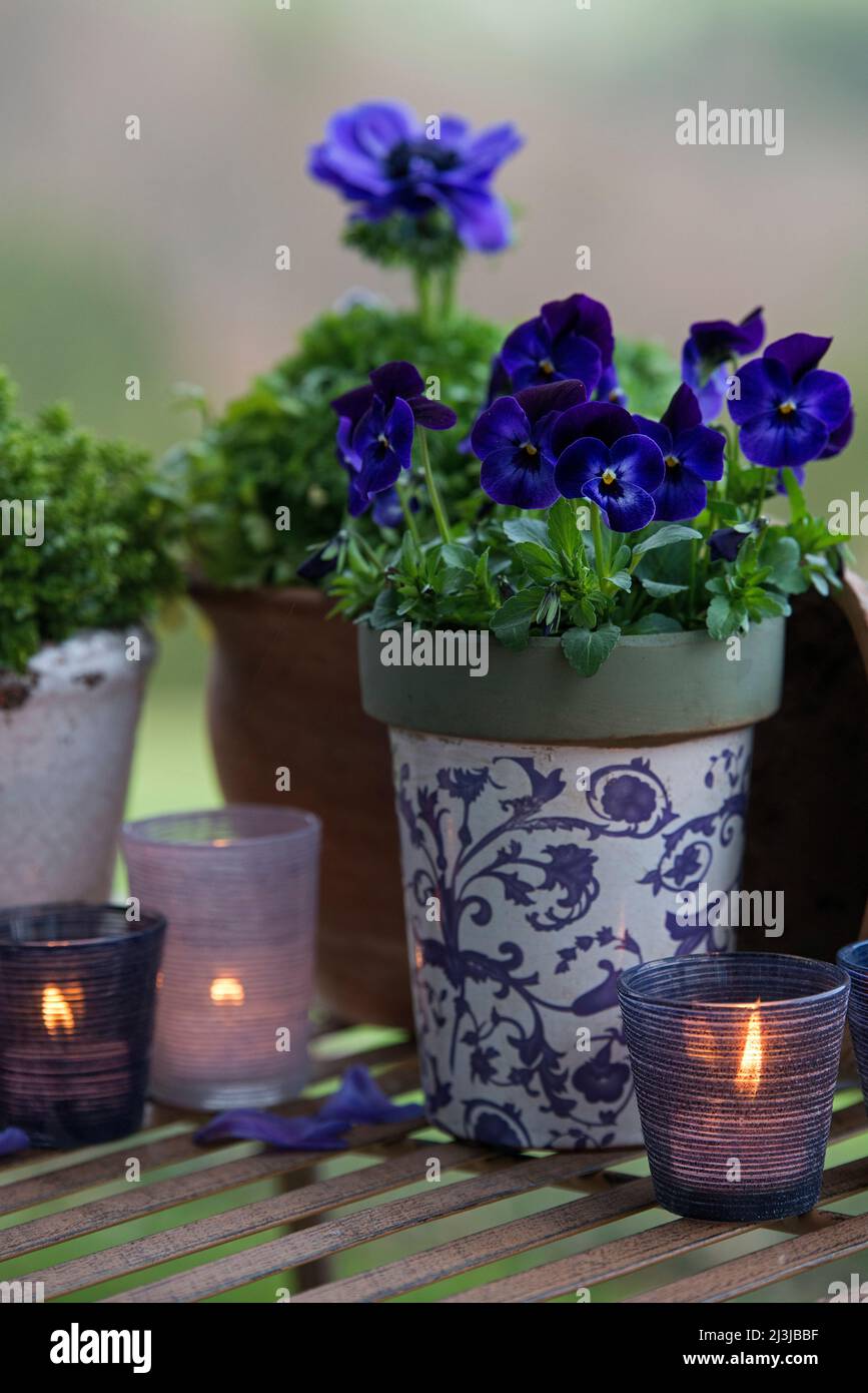 Stillleben, blau blühende Frühlingsblumen und brennende Kerzen in Laternen, stimmungsvolle Dekoration in lila und blauen Tönen Stockfoto